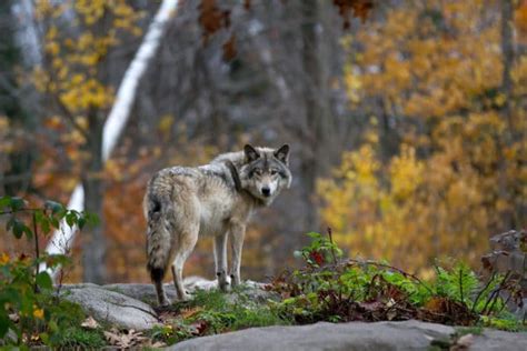 種狼|世界最大の狼・世界一大きい狼｜5種類の大型種を紹